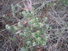 Olearia ramulosa