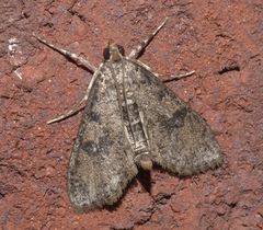 Palpita aenescentalis