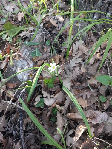 Italian Garlic (Allium pendulinum)