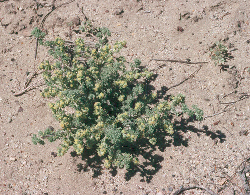 fringed sagebrush (Plants of Chatfield State Park) · iNaturalist