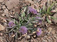 Allium platycaule