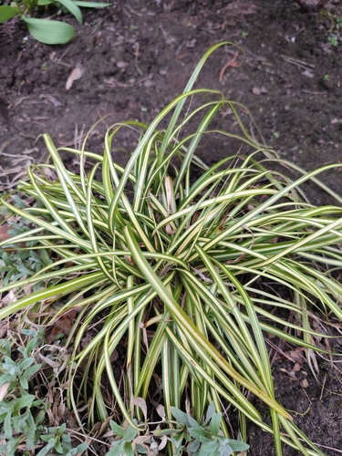 Kuokštinis chlorofitas