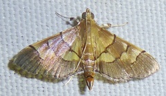 Syngamia latimarginalis