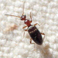 Ischyropalpus nitidulus
