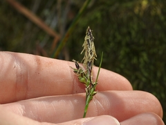 Carex globosa