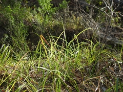 Carex globosa