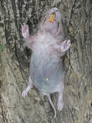 Heterogeomys hispidus