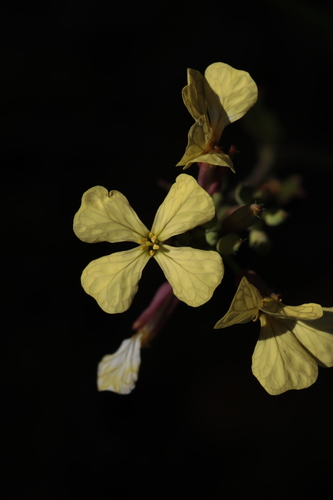 Wild radish (Raphanus raphanistrum)