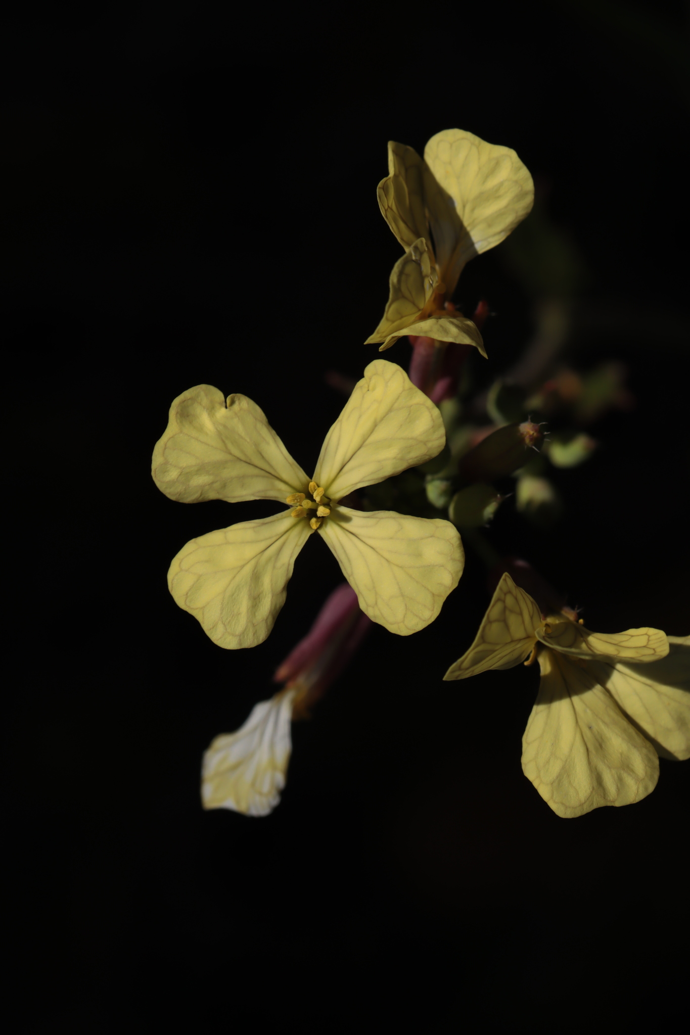 Wild Radish (Raphanus raphanistrum)