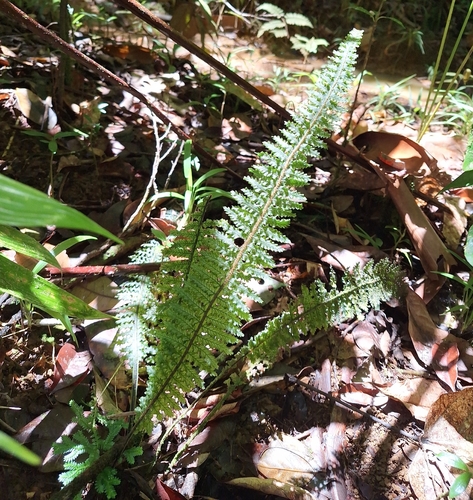 Trichomanes trigonum