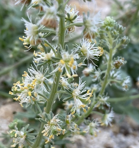 Resedaceae