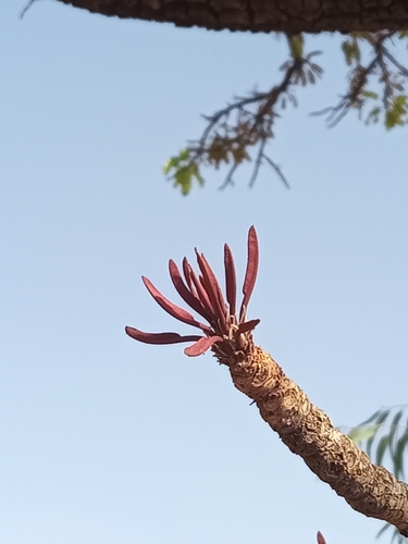 Shea Tree
