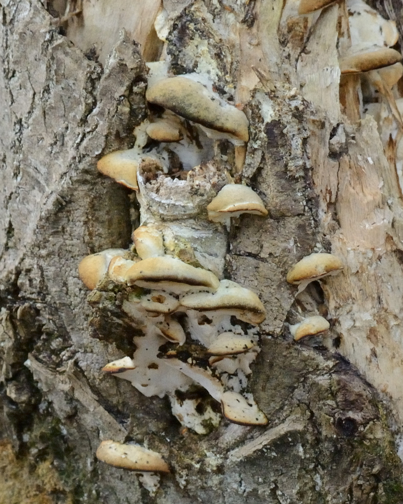 Rigidoporus populinus · April 2026 · photo: © fyodorp (iNaturalist, cc-by)