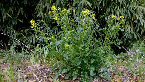 Early Yellowrocket (Barbarea verna)