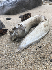 Cebidichthys violaceus