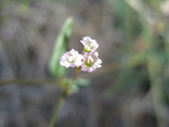 Boerhavia dominii