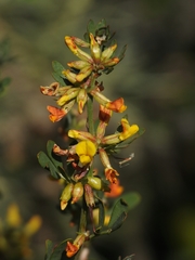 Acmispon dendroideus dendroideus