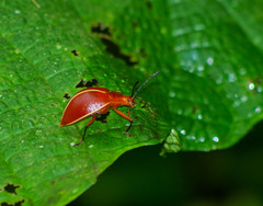 Ellipticus dorbignyi