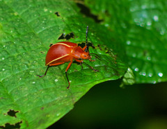 Ellipticus dorbignyi