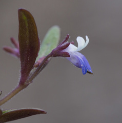Collinsia torreyi wrightii