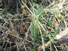 Boerhavia dominii