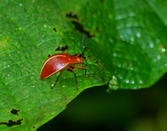 Ellipticus dorbignyi