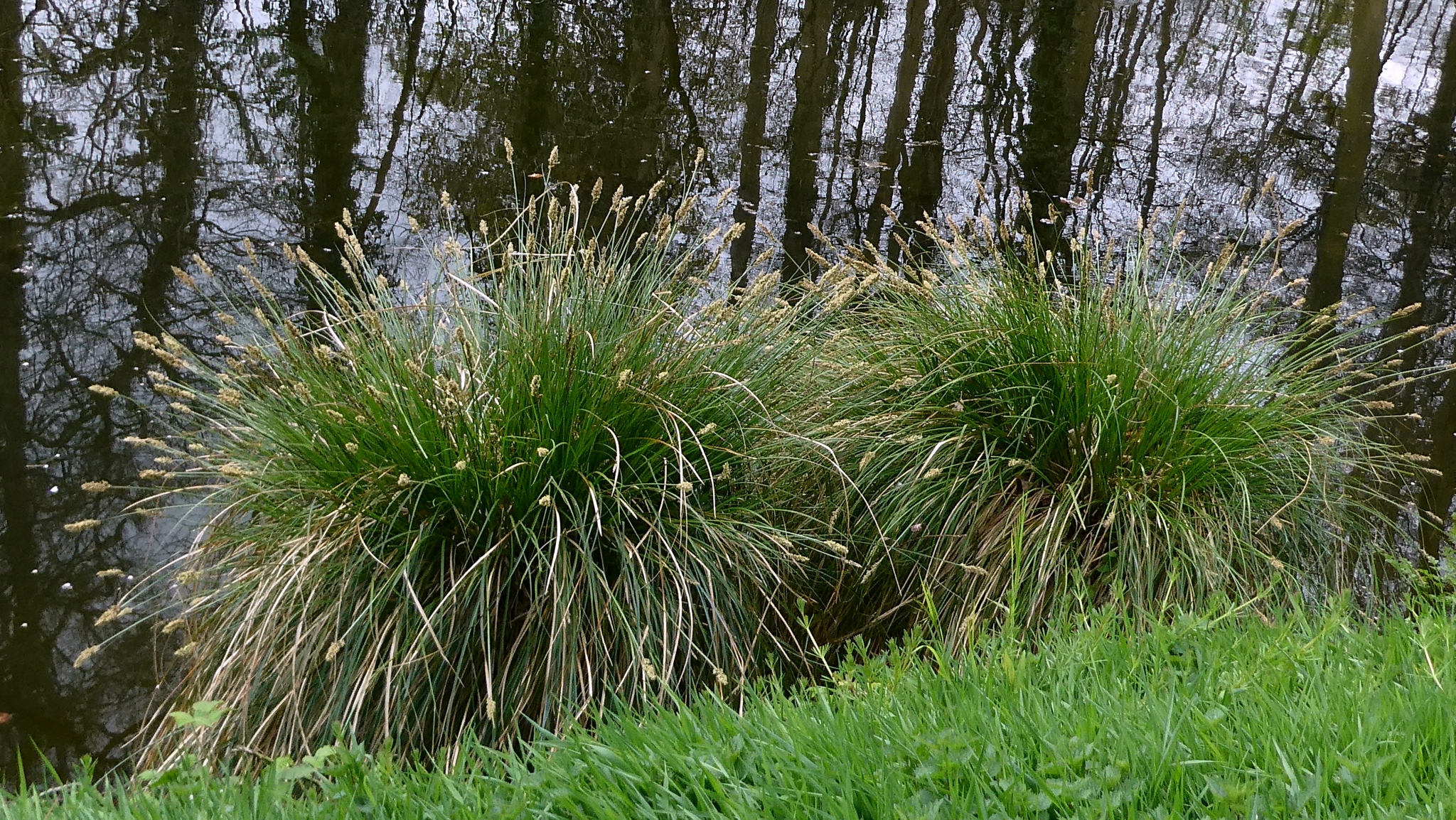 Greater Tussock-Sedge (Carex paniculata)