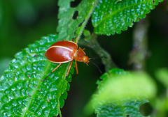 Ellipticus dorbignyi
