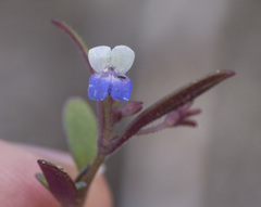 Collinsia torreyi wrightii