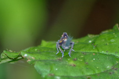Nogodinidae