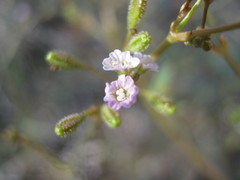 Boerhavia dominii