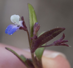 Collinsia torreyi wrightii