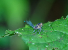 Nogodinidae