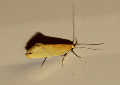 Telocharacta hemicroca