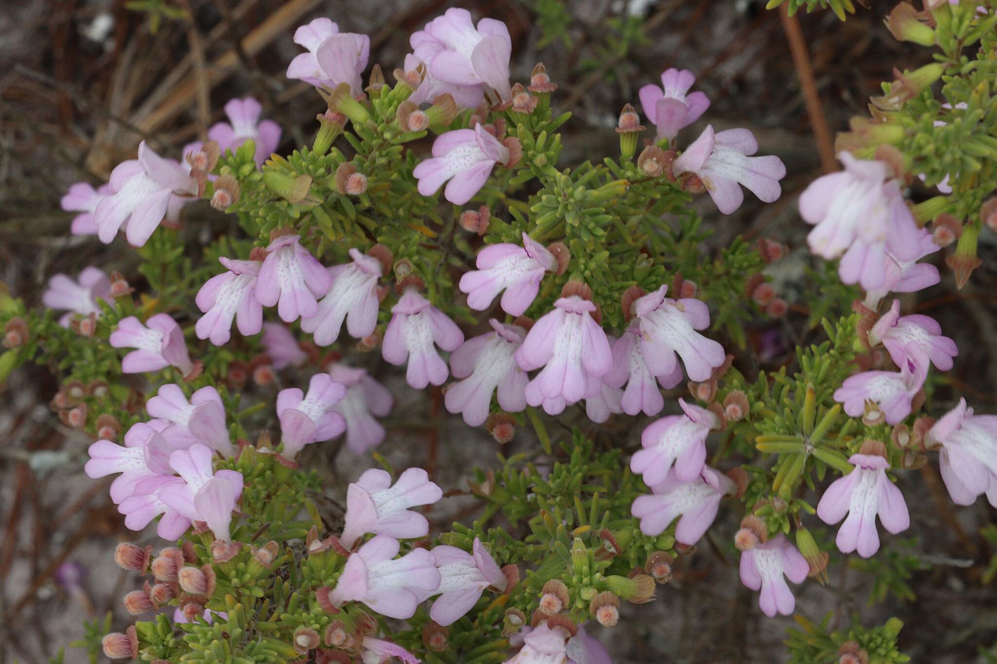 Clinopodium ashei