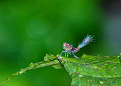Nogodinidae