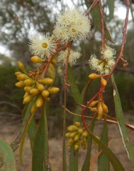 Eucalyptus odorata