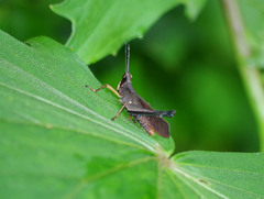 Phaeoparia aequatorialis