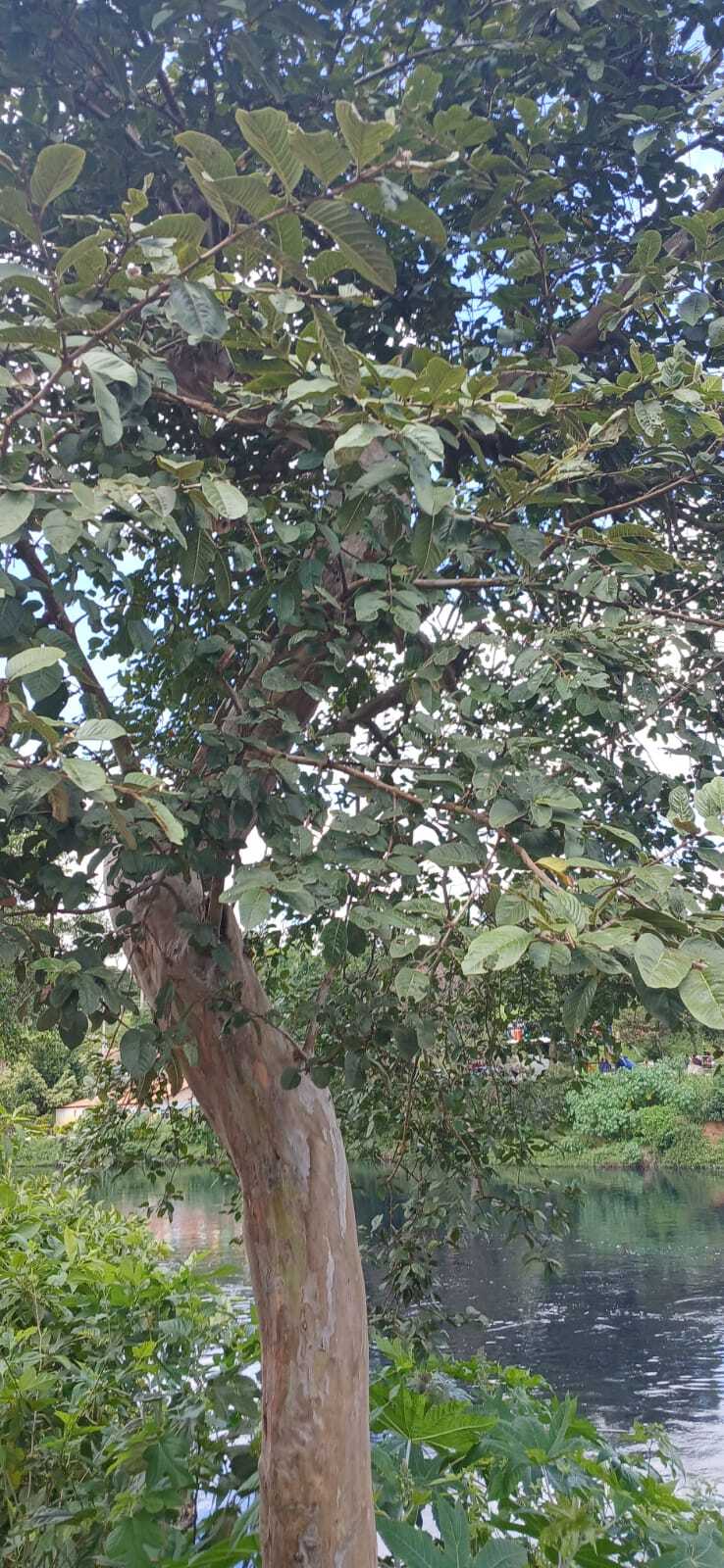 Psidium guajava