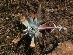 Dudleya candelabrum