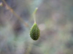 Boerhavia dominii