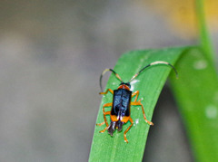 Chrysaperda metallica