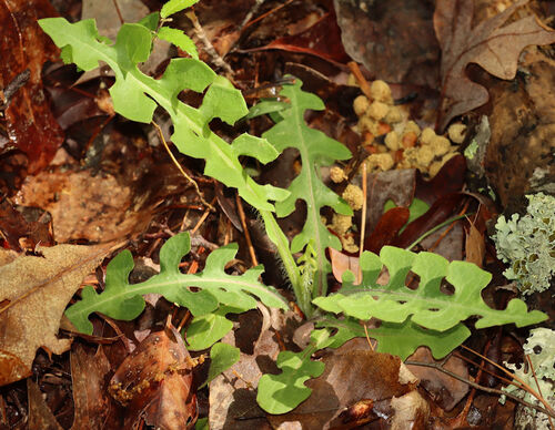 hairy lettuce (Lactuca hirsuta)