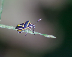 Mormidea triangularis