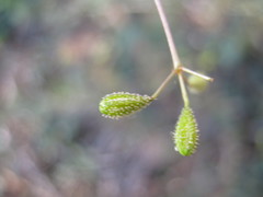 Boerhavia dominii