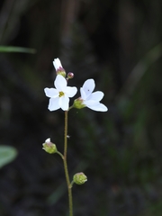 Lithophragma cymbalaria