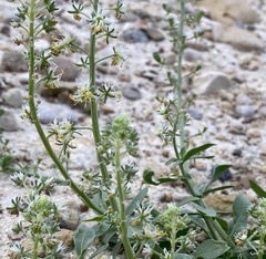 Reseda urnigera