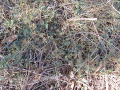 Boerhavia dominii