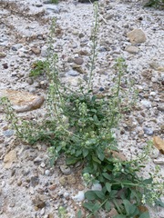 Reseda urnigera