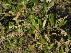 Comarostaphylis diversifolia planifolia
